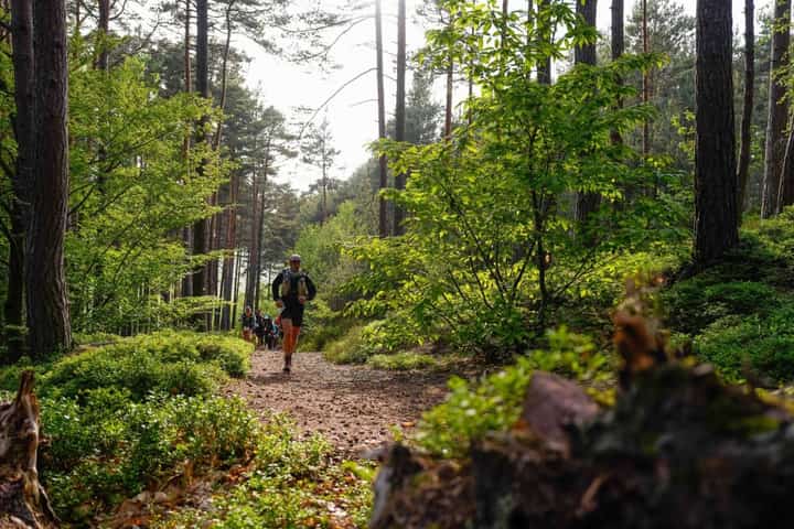 Trail Alsace - Ultra-Trail des Chevaliers 2027のコースの写真