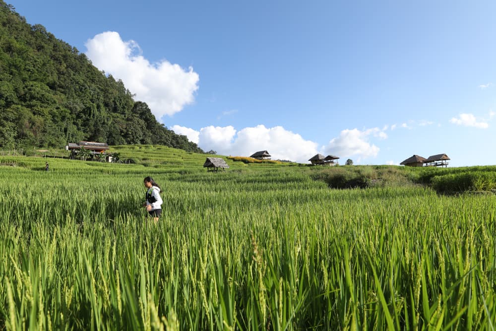 Chiang Mai Thailand - INTHANON 20 2026 コースの写真