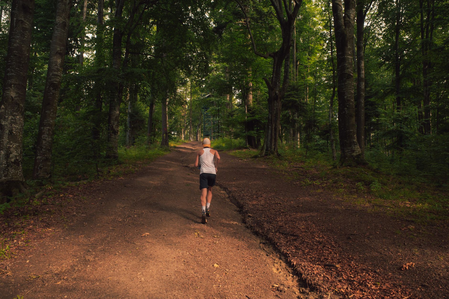 Cover photo of Rothrock - 50K 2026 — 53 km, 1688 m elevation gain